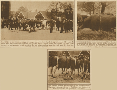 870535 Collage van 3 foto's betreffende de stierenkeuring tijdens de veemarkt op het Vredenburg te Utrecht.